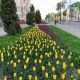 На улицах Курска расцвели более 60 тысяч голландских тюльпанов