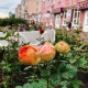 В Курске на улице Ленина высадили 270 кустов роз. Они уже цветут