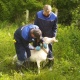 В Курской области ищут больных коз и овец