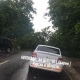 В Курске улицу перегородило дерево, рухнувшее на проезжавший автомобиль