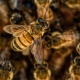 Под Курском массово гибнут пчелы