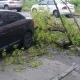 В центре Курска дерево рухнуло на машину