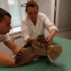 Курские ветеринары спасли раненого совенка