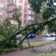 Еще одно упавшее дерево перегородило дорогу в центре Курска