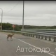 По дороге под Курском металась косуля