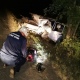 Под Курском машина врезалась в дерево, водителя вырезали из салона