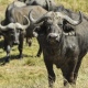 В Курской области разводят буйволов