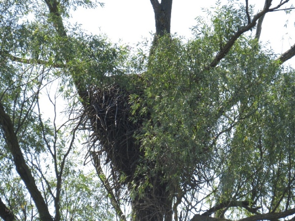 Высота гнезда, обнаруженного в Суджанскогом районе, — около метра