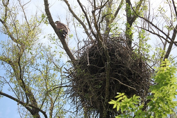Первое гнездо было обнаружено в 2013 году в охранной зоне Центрально-Черноземного заповедника