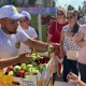 Жителям Курска раздали более тонны яблок с фестиваля на Театральной площади