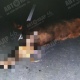 Под Курском водитель задавил лося