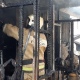 В Курске сгорел жилой дом, спасены мужчина и женщина