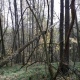 Заблудившийся в лесу под Курском пенсионер найден