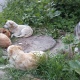 130 жителей Курской области стали жертвами бездомных собак
