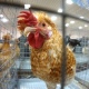 Ярмарку домашних птиц и животных в Курске отменят из-за коронавируса