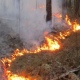 С начала года в Курской области выявили 2560 термических точек