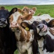 В Курской области поголовье коров сокращается, а свиней — растет