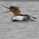 На пруду ТЭЦ-1 в Курске погибает большой крохаль — редкая в наших краях птица
