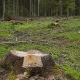 Курский губернатор об аренде леса во Льгове: «Росчерком пера 500 гектаров отдали жуликам»