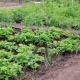 Курянку, «лечившуюся» марихуаной, приговорили к 300 часам обязательных работ