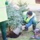 В Курске высадили еще 60 голубых елей