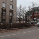 В Курске сносят старые липы