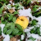 В Курской области похолодает до -11°С