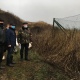 Под Курском уничтожат тысячи свиней из-за АЧС