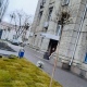 В Курске на улице Марата начали высаживать шаровидные клены