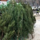 Елочные базары в Курске начнут работать с середины декабря