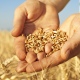 Курские аграрии впервые собрали более 6 миллионов тонн зерна