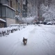 В Курске убирать снег на улицах вышли 63 единицы техники и 527 дворников
