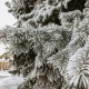 Аномальные морозы в Курской области не снизят темпы распространения коронавируса