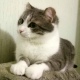 Кошкам и собакам Курска сделают бесплатную прививку от бешенства