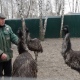 В феврале в Курчатове Курской области вылупятся страусята эму