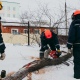 От жителей Курска поступило 1500 заявок на снос аварийных деревьев