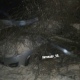 В Курске под тяжестью льда падают деревья