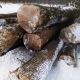 Льговский лес в Курской области будут рубить до 2060 года