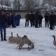 В Курской области прошел смотр-конкурс бойцовых гусей