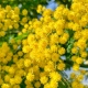 В Курской области накануне 8 Марта выявили цветы, завезенные с карантинными нарушениями