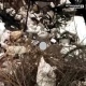 В полутонне мертвых индеек под Курском не выявили опасных вирусов