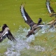В Курской области установлены сроки весенней охоты на уток и гусей