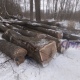 Главного лесника Золотухинского района Курской области обвиняют в махинациях с древесиной