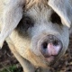 В Курской области продолжается работа по профилактике африканской чумы свиней