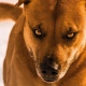 В Курской области возбуждено дело по факту нападения бойцовской собаки на подростка