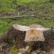 Под Курском передано в суд уголовное дело за вырубку деревьев в лесу