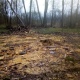 В Курской области выявлены нарушения при вырубке 550 кубометров леса в Льговском районе