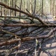 Под Курском дерево убило рабочего, в трагедии обвиняют работодателя