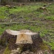 В урочище Карыжский лес Курской области проводится сплошная санитарная рубка деревьев