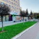 В Курске на улице Ленина засохли недавно высаженные шаровидные клены